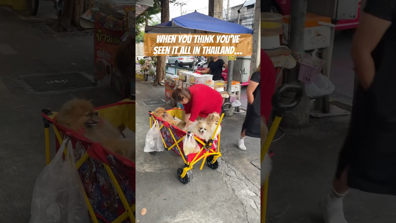 🇹🇭Only in Thailand&hellip; What Did I Just See?!