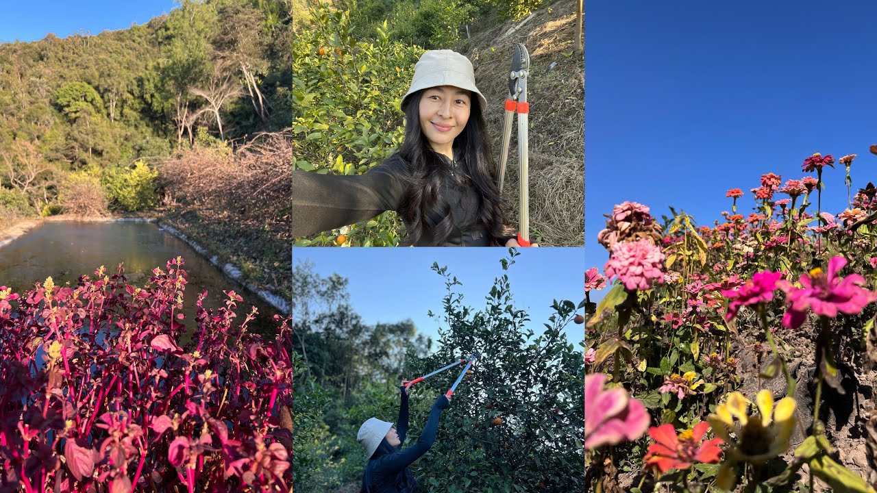 🍋 Branches cutting and Yam harvesting @Family farm ❤️Talui Ukhrul Manipur