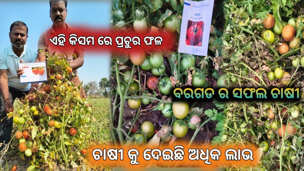 ଏହି କିସମ ଦେଇଛି ଚାଷୀ କୁ ଅଧିକ ଲାଭ । ପ୍ରଚୁର ଫଳ 