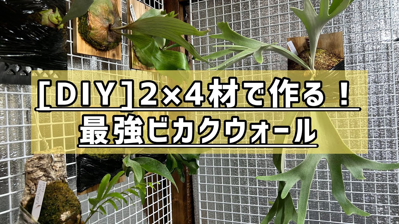2×4材で【ビカクウォール】をDIY！壁一面をビカクシダで飾る方法