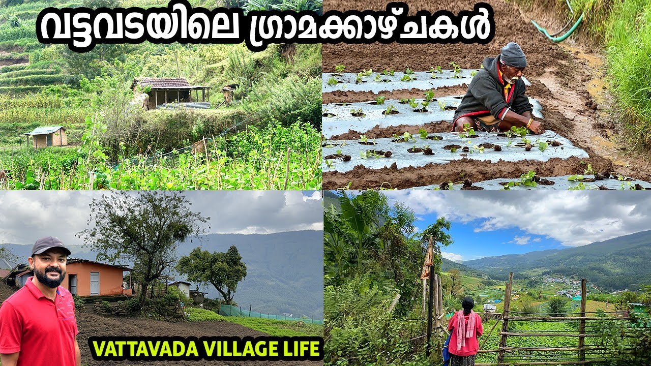 ഇതൊക്കെയാണ് നമ്മൾ കാണേണ്ട വട്ടവടയിലെ ഉൾഗ്രാമ കാഴ്ചകൾ | Village life of vattavada