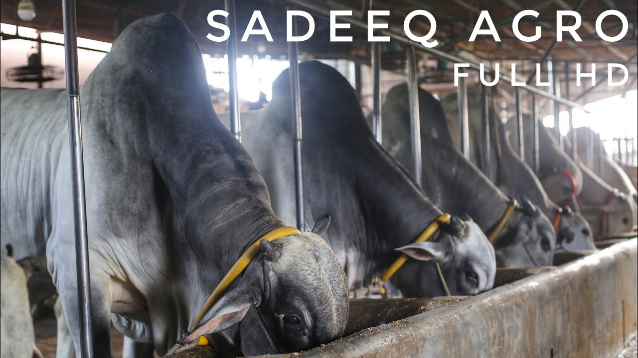 Sadeeq Agro - Full HD || 2018 Collection | The Home Of Goru Lovers