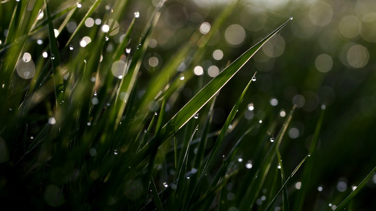 Relaxing Folk Music | Morning Dew | Instrumental Guitar & Mandolin Music