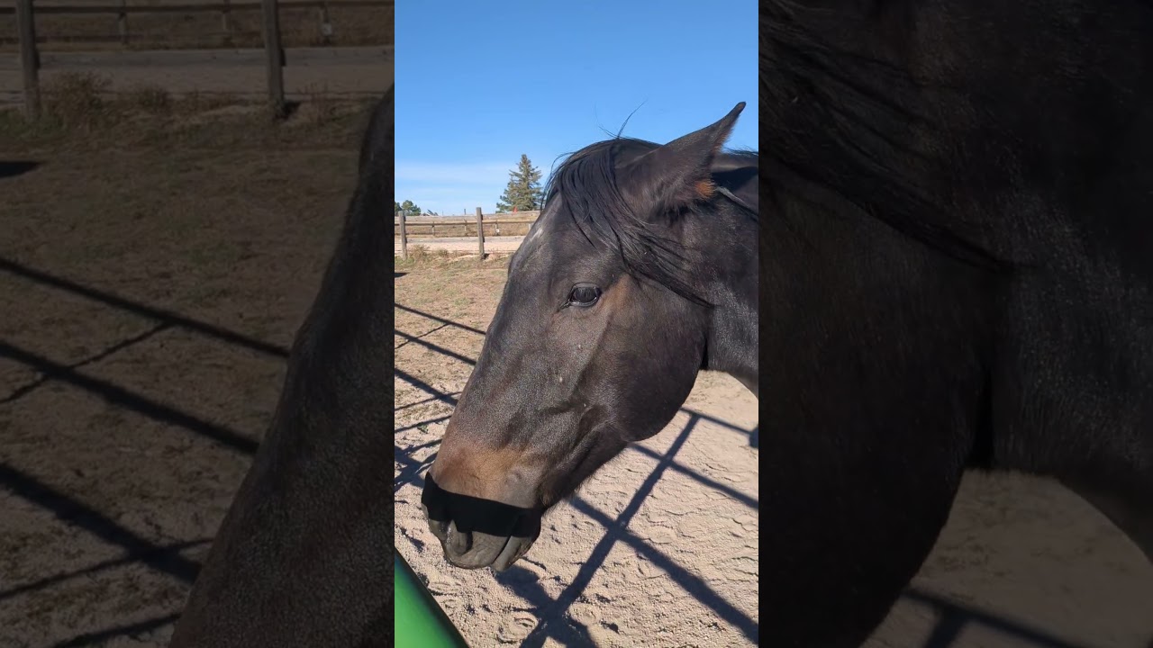 The horses are up and waiting to be led into the barn. we don't have to hunt them down