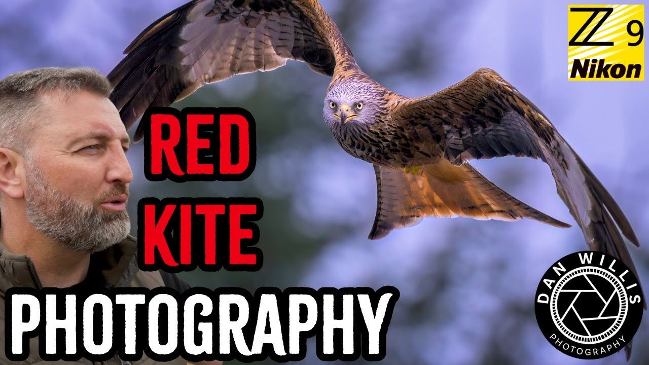 Free Red Kite Photography in Wales
