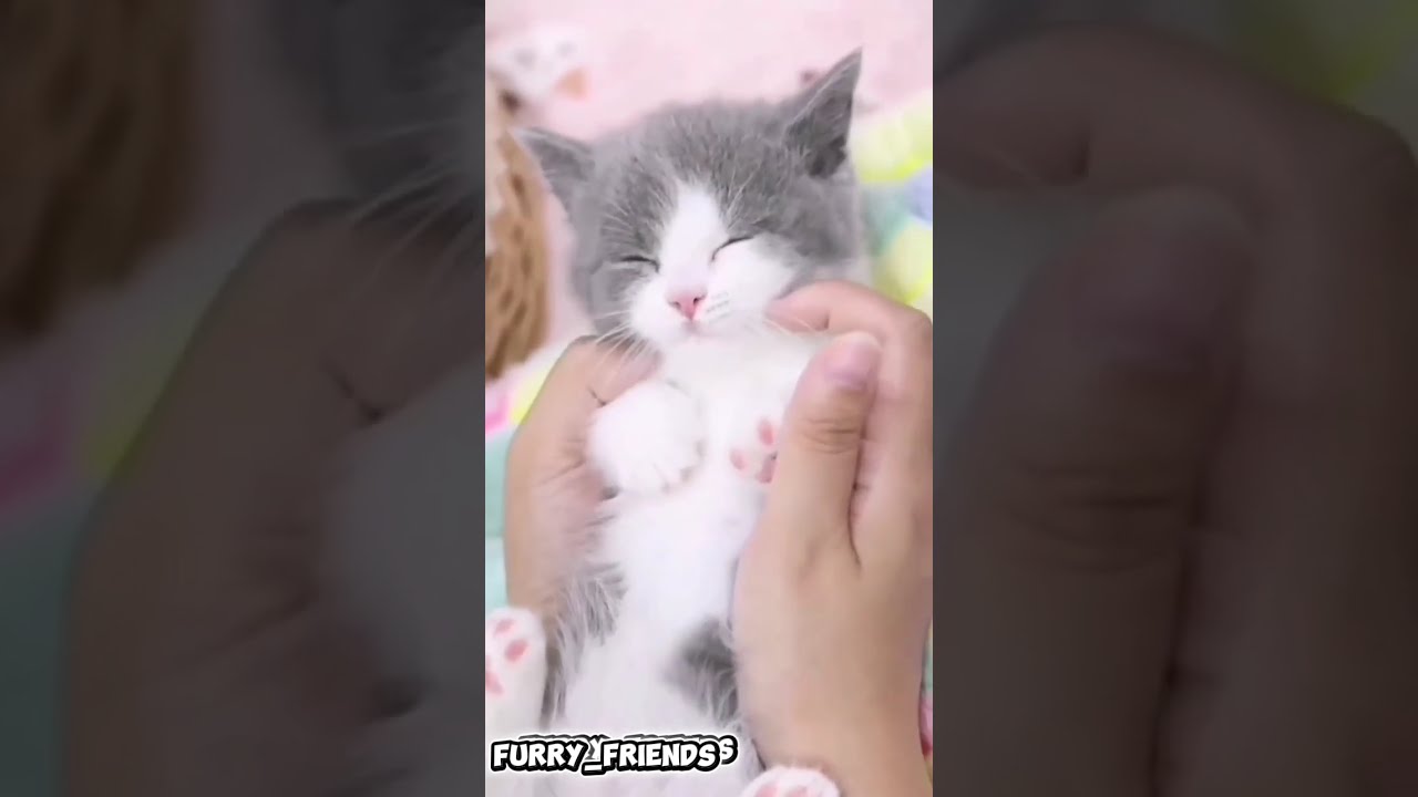 .	I Can’t Believe What This Cat Did for 10 Minutes Straight 😭🐱#carshorts#catlove 