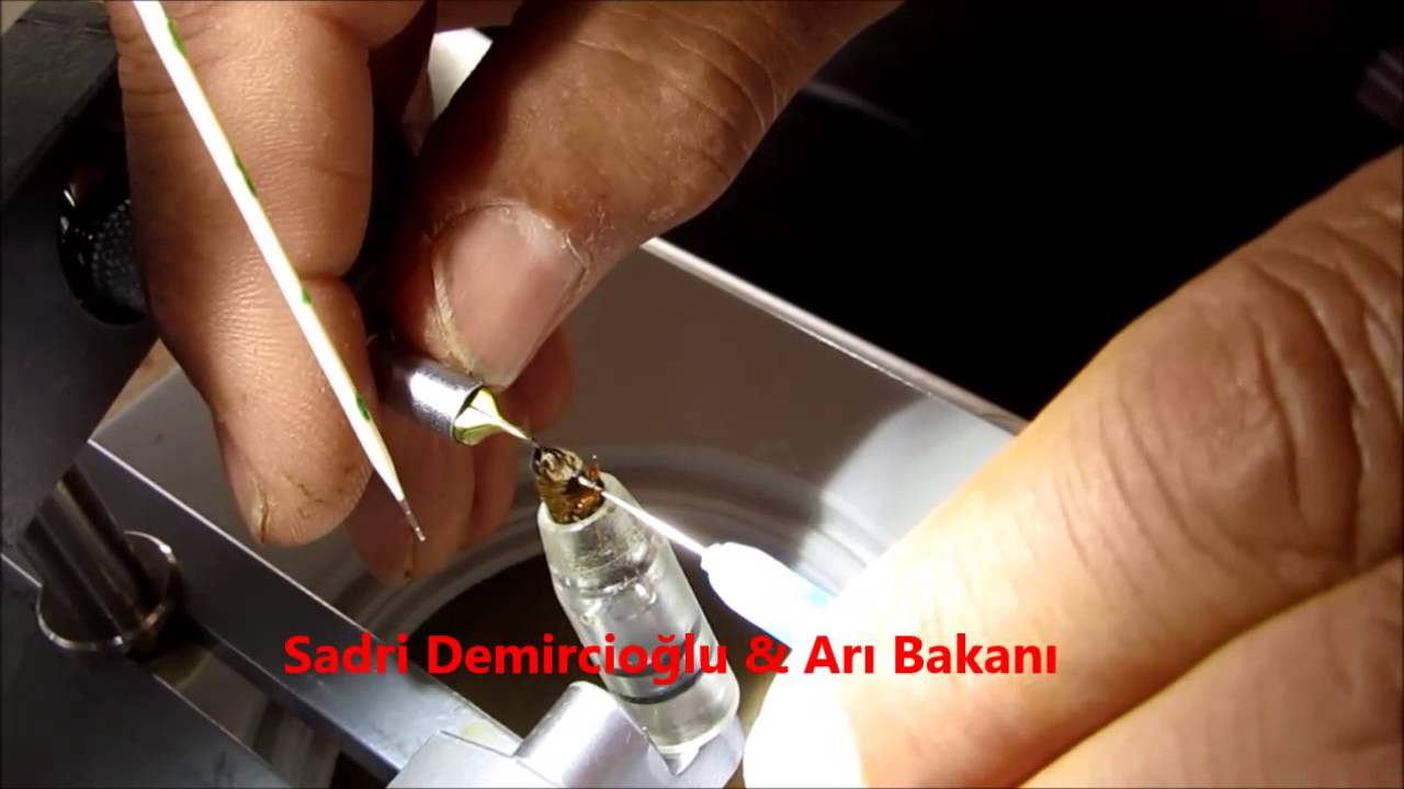 Kraliçe arı suni tohumlama, Sadri demircioğlu & Arı Bakanı