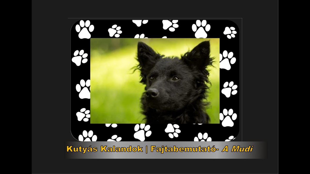Kutyás Kalandok | Fajtabemutató- A Mudi