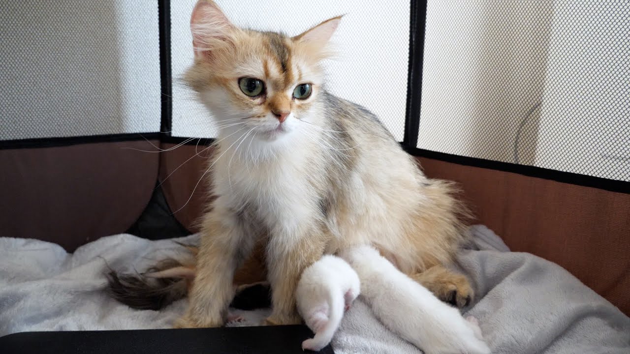 Here is a new mama cat that even has dignity now...