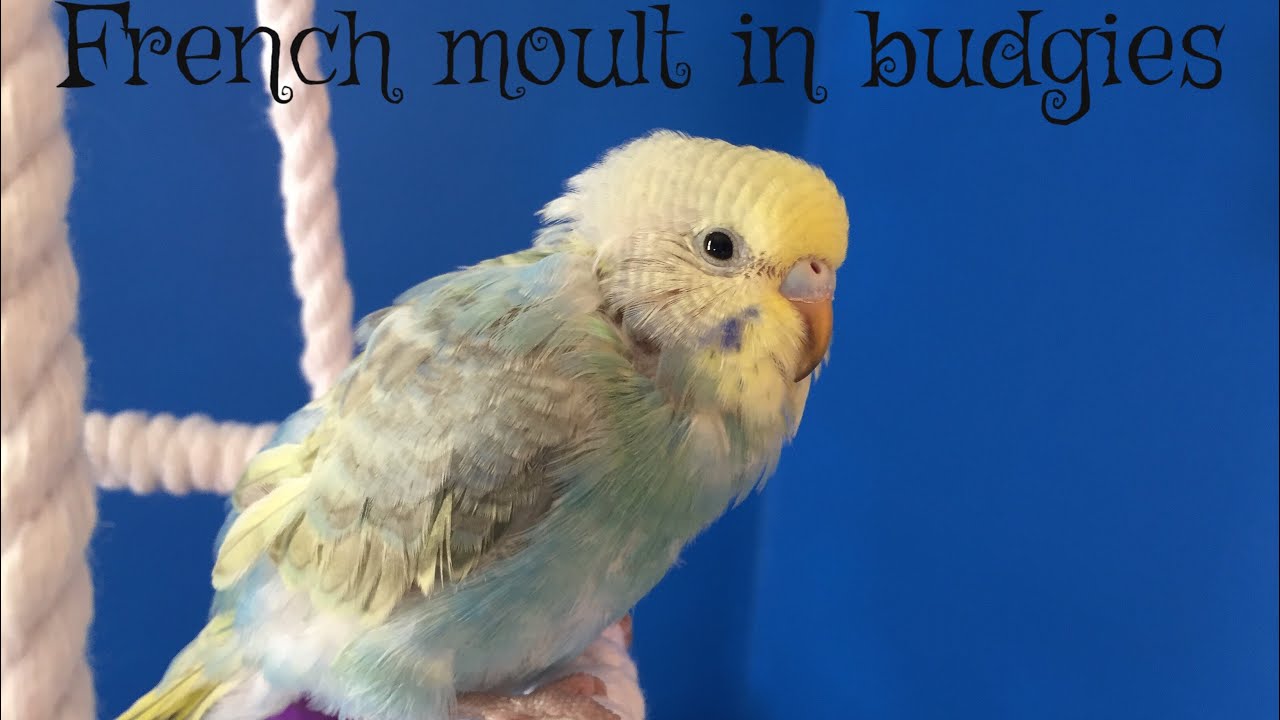 French Moult In Budgies