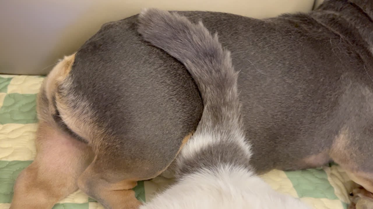 「法斗」温馨一刻