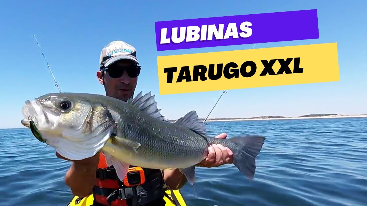 ⚠️PESCA DE LUBINAS AL CURRICÁN. LUBINA XXL. PESCA EN KAYAK