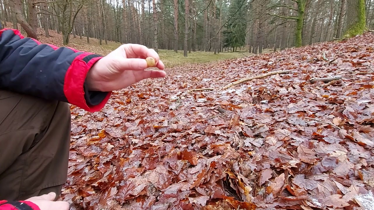 Galasówka dębianka (Cynips quercusfolii). Puszcza Piaskowa. Nadleśnictwo Chojna. Pracownia SOSENKA.