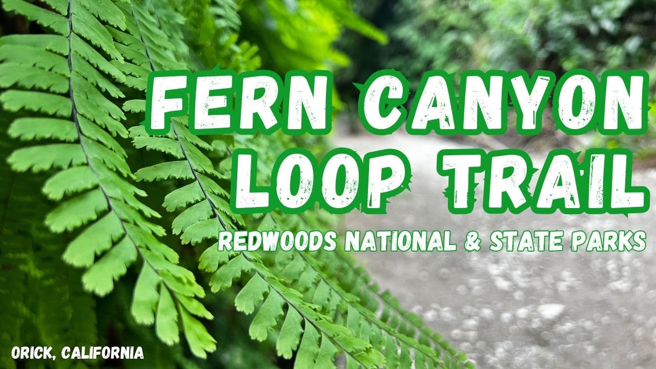 Fern Canyon Loop Trail - Redwood National & State Parks