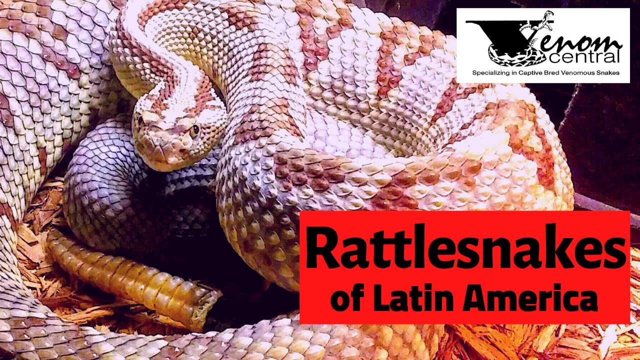 Venomous Snakes Spotlight | Rattlesnakes of Latin America
