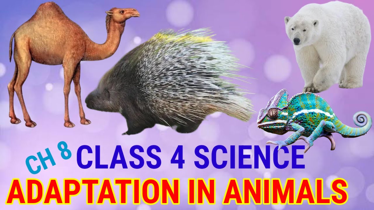 Class 4 Science Chapter 8 - Adaptation in Animals #Parentguides #science #class 4