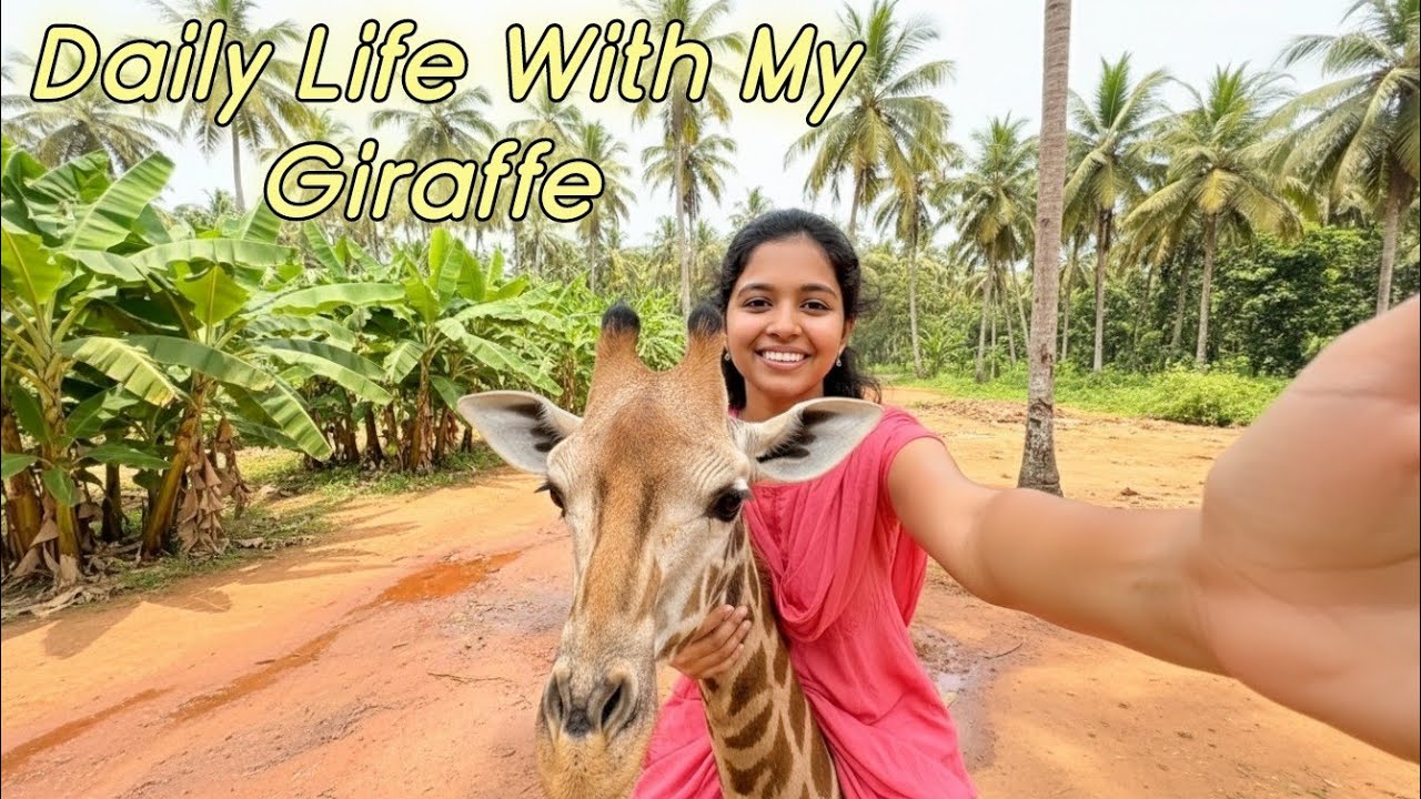 Daily Life of My Giraffe | Riding on Top of a Giraffe