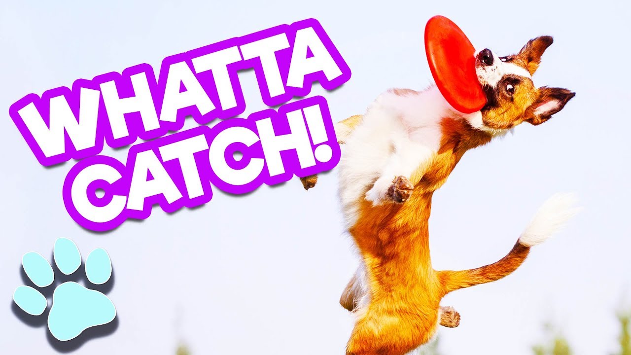 WHAT A CATCH! | Funny Dogs Playing Frisbee Compilation | #thatpetlife