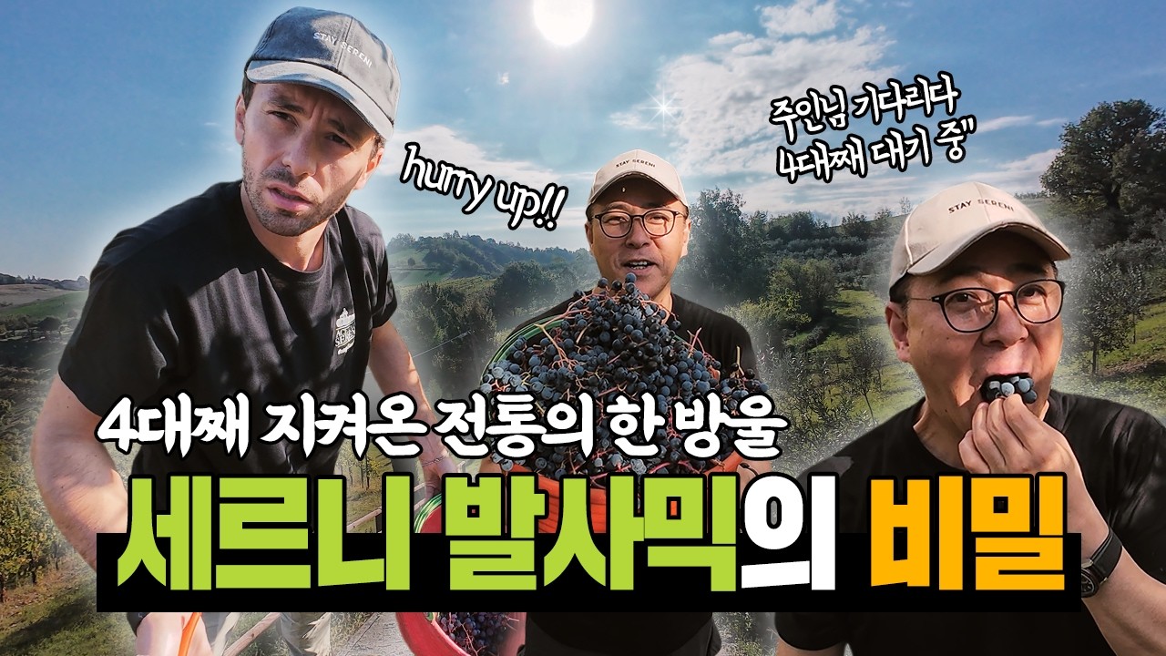 발사믹의 성지, 이탈리아 모데나에서 세르니를 만나다! #포도 #와인 #이탈리아 #모데나 #발사믹 #올바인 #올리브오일 #음식 #세르니