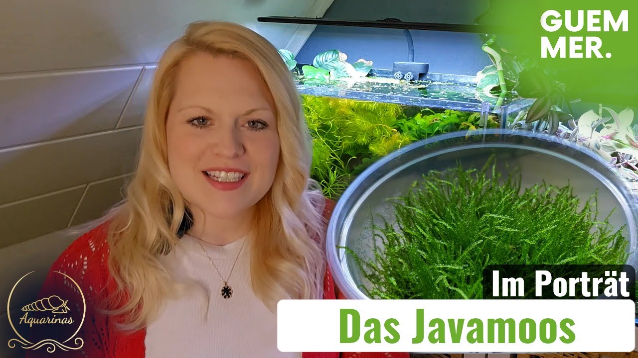 Taxiphyllum sp. barbieri | Das Javamoos im Pflanzenporträt