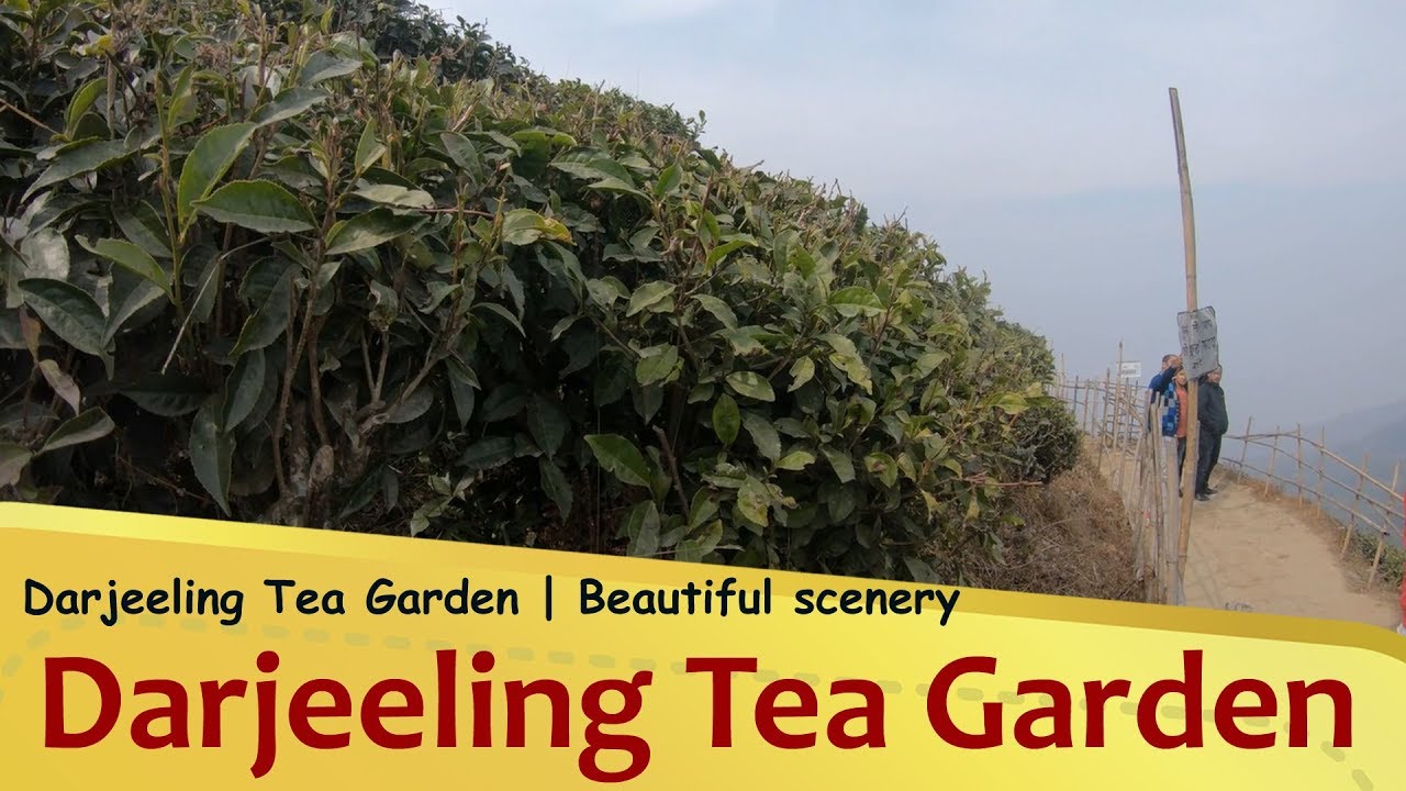 Darjeeling Tea Garden | Beautiful scenery | West Bengal