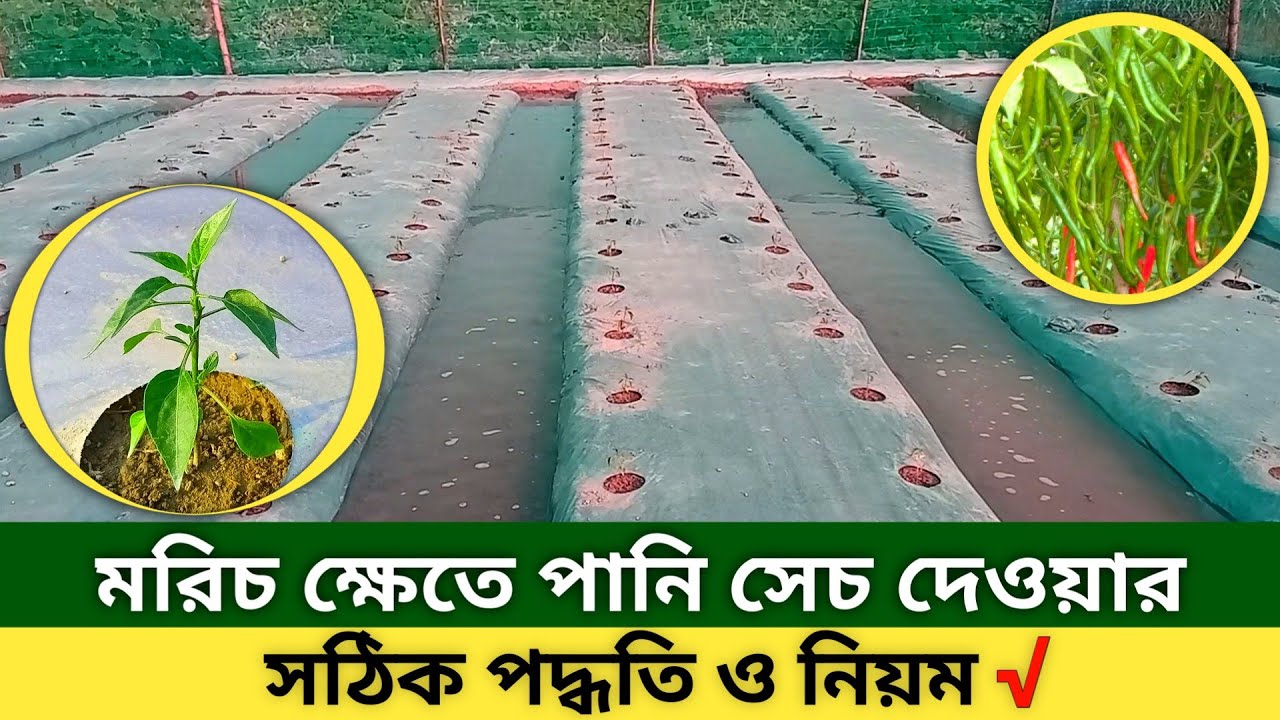 মালচিং পদ্ধতিতে মরিচ চাষ করলে কিভাবে সেচ দিতে হয় | বিজলী প্লাস ২০২০ | ধুমকেতু | নাগাফায়ার | Agro 1