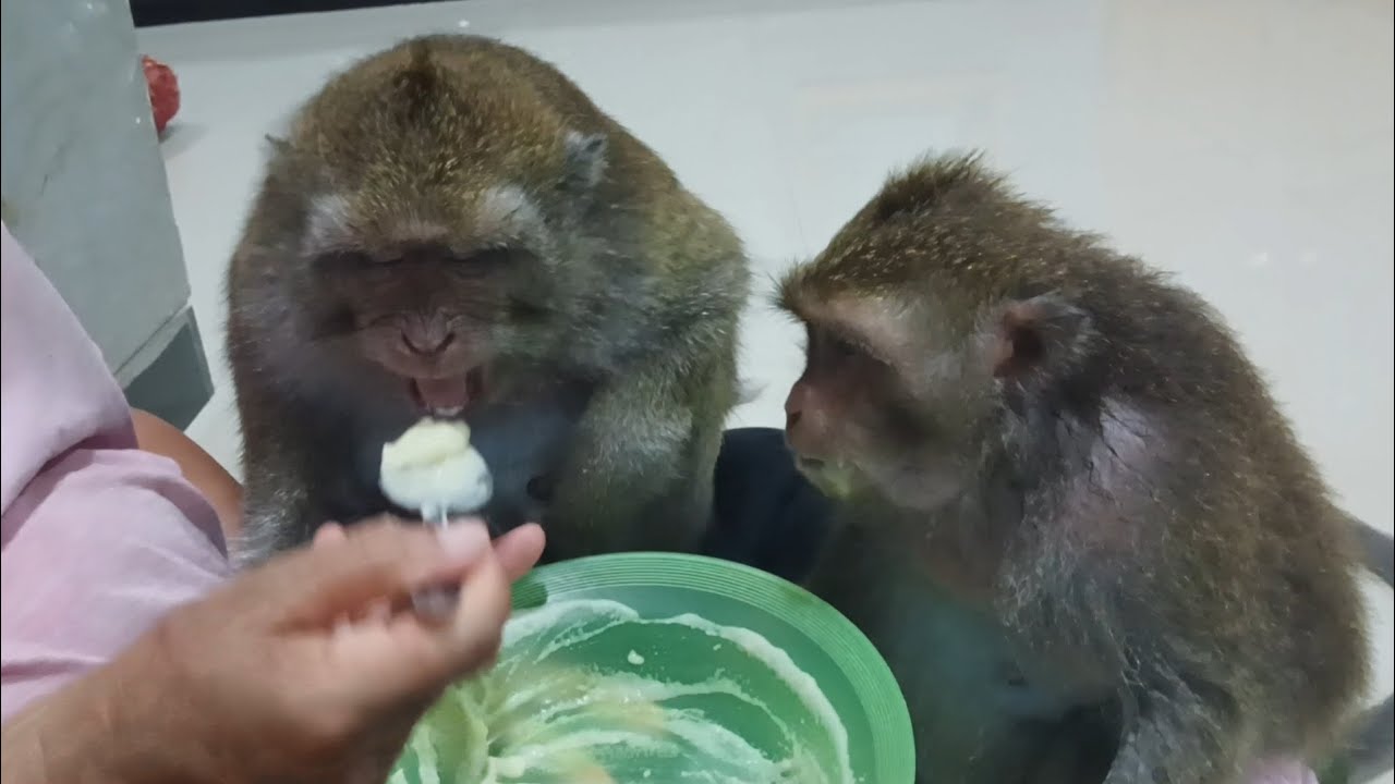 DULL DAN JIBAH MAKAN MASIH DI SUAPI