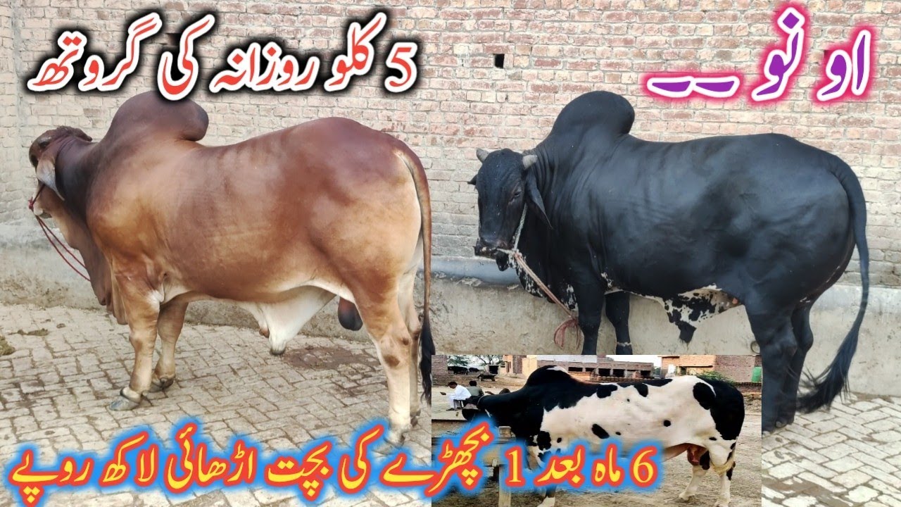 After Keeping A Heavy Bull for 6 Months,Save Rs 250000 | How to Gain 5 kg weight per Day