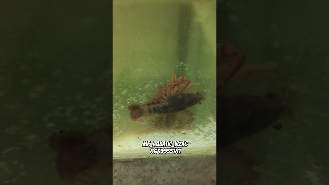😱 Lobsters Breeding Successful 🔥😍 #lobster #breeding #crayfish #trending #viral #mraquaticvizag