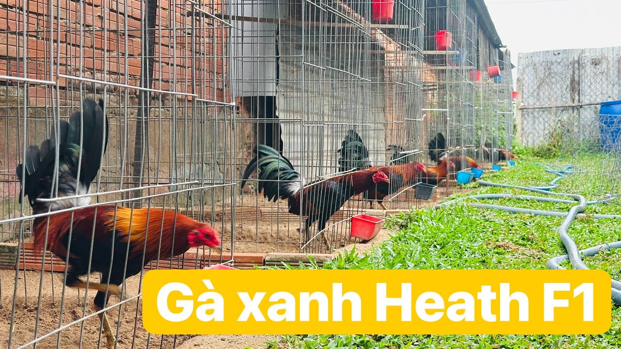 Cách nhận biết sức khỏe gà và tình trạng sức khỏe gà của mình Gà tre Mỹ F1
