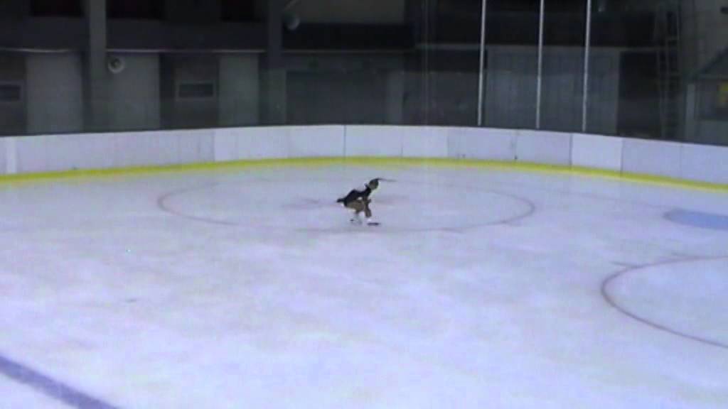 Walley POKAZY 12.07 Cieszyn Agnieszka Rolnicka