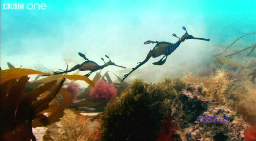 What a wonderful world   LOUIS ARMSTRONG With David Attenborough    BBC One