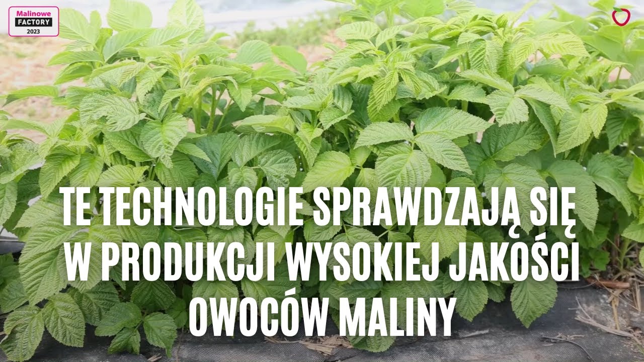 Te technologie sprawdzają się w produkcji wysokiej jakości owoc&oacute;w maliny