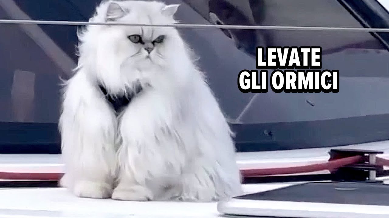 Gatti doppiati – Ep. 18 😸🎤