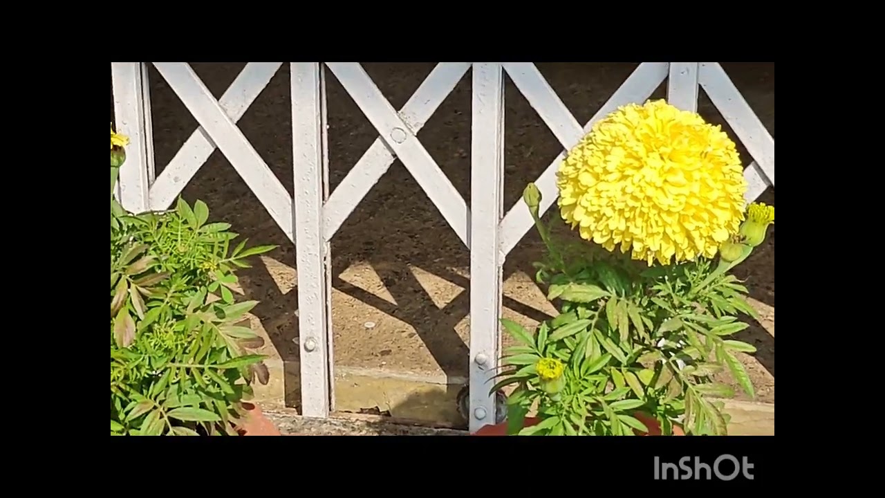 Positive vibes in the morning......#subscribe #flowers 