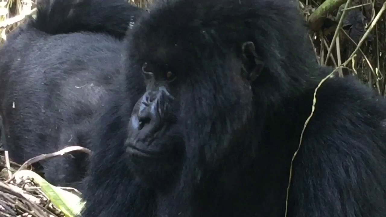 Gorilla silverback attack, very close - هجوم الغوريلا