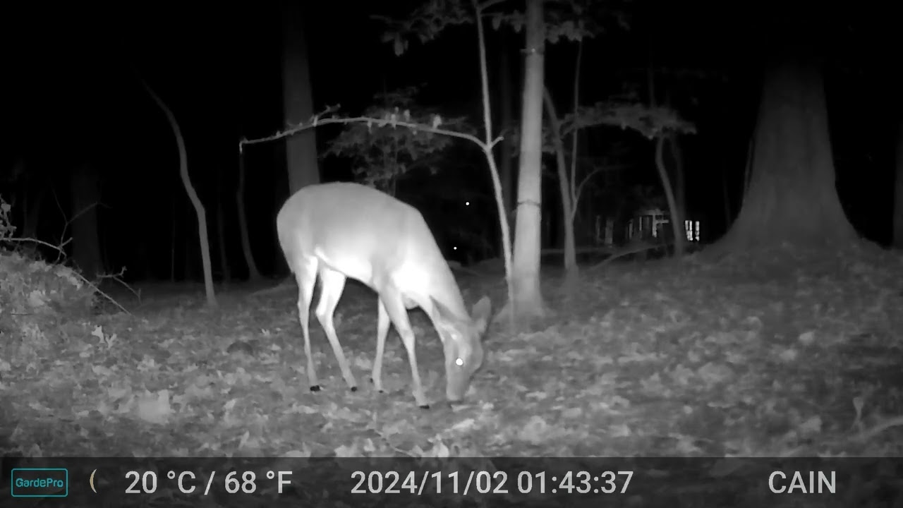 Cain cam 241102