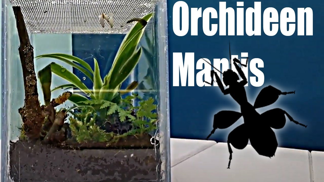 Hymenopus Coronatus Update & Terrarienbau!