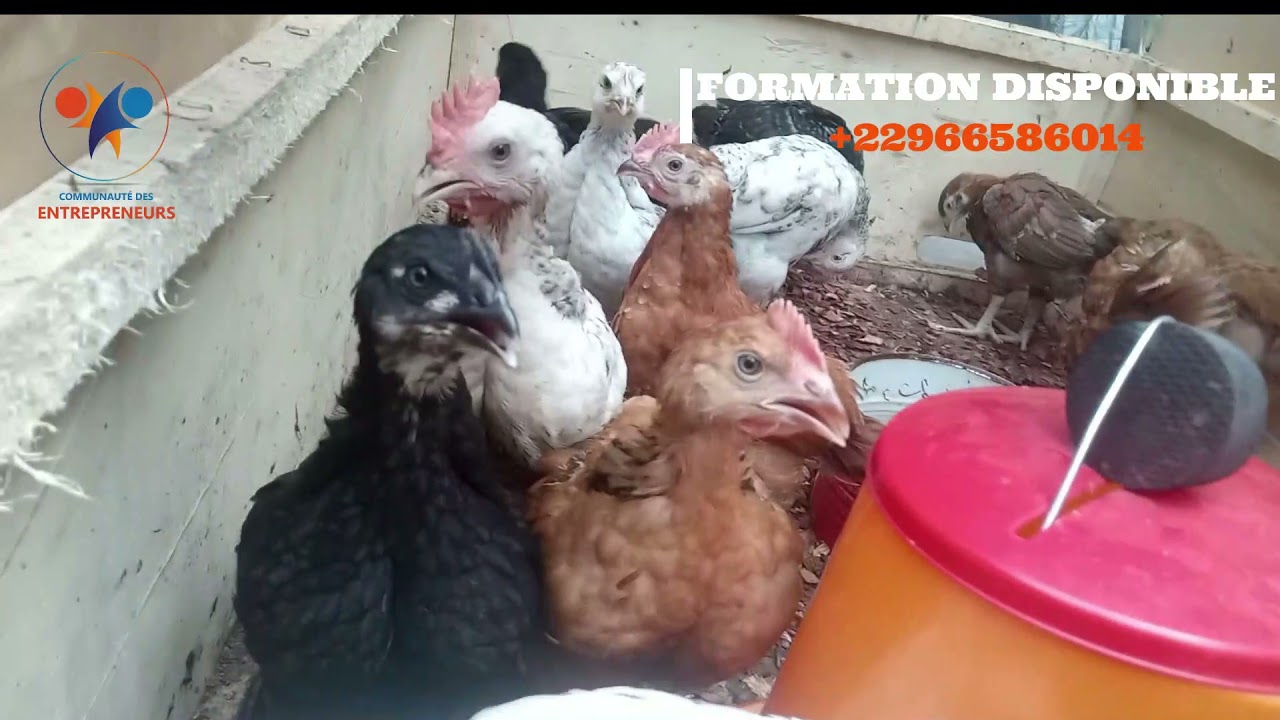POULETS GOLIATHS (présentation des poussins de 4 semaines) Emmanuel l'Agronome #goliath #poulets