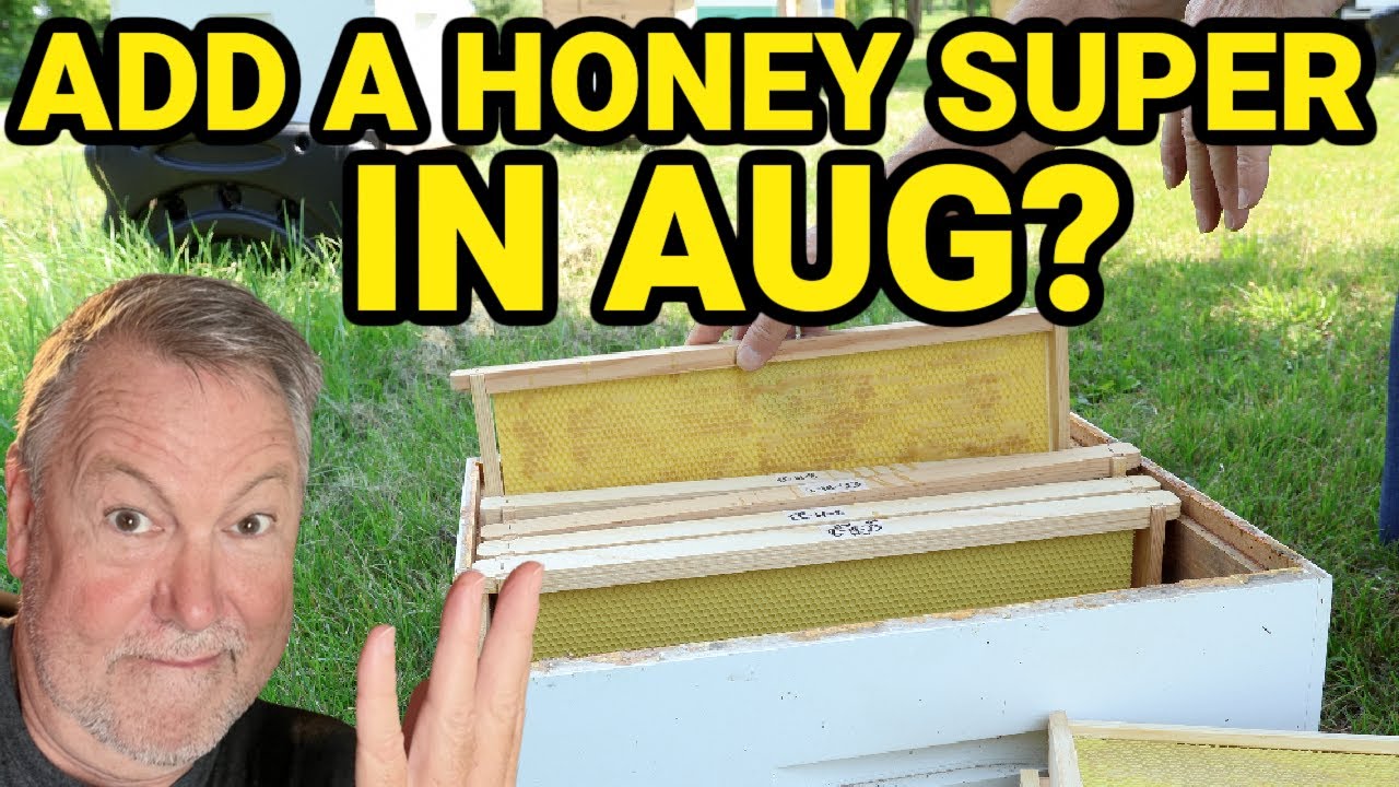 Beekeeping | Should You Add A Honey Super In August?