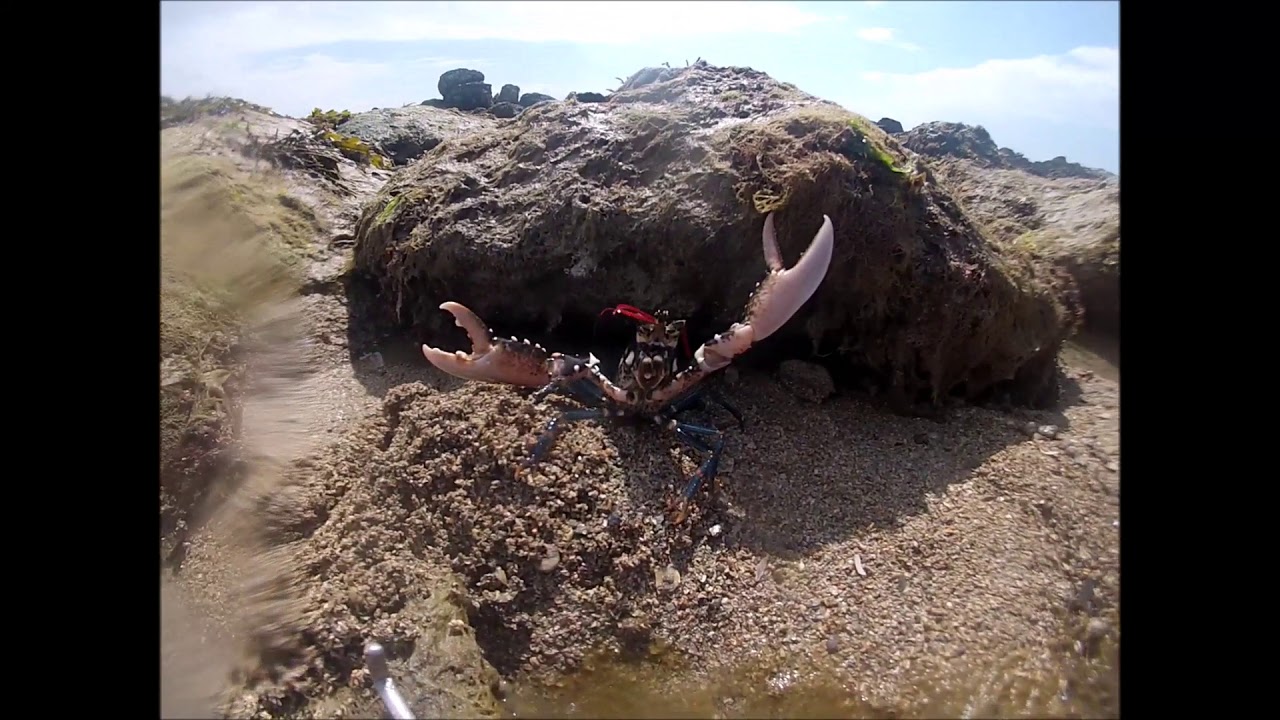 Pêche à pied, homards, ormeau et congre 2017-2018
