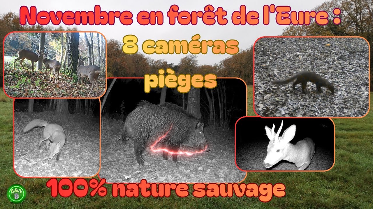 8 caméras pièges dans la forêt de l'Eure en novembre : découvrez la vie secrète des animaux !