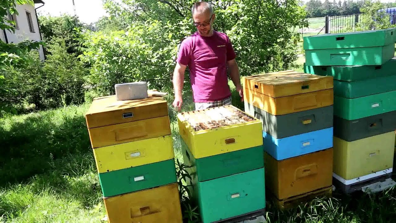 Kontrola nastroju rojowego