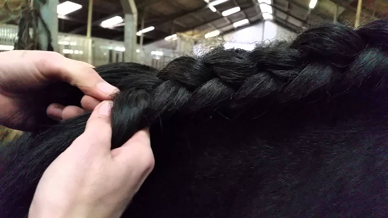 Vlechten: Hengstenvlecht maken Fries paard/ Friesian horse