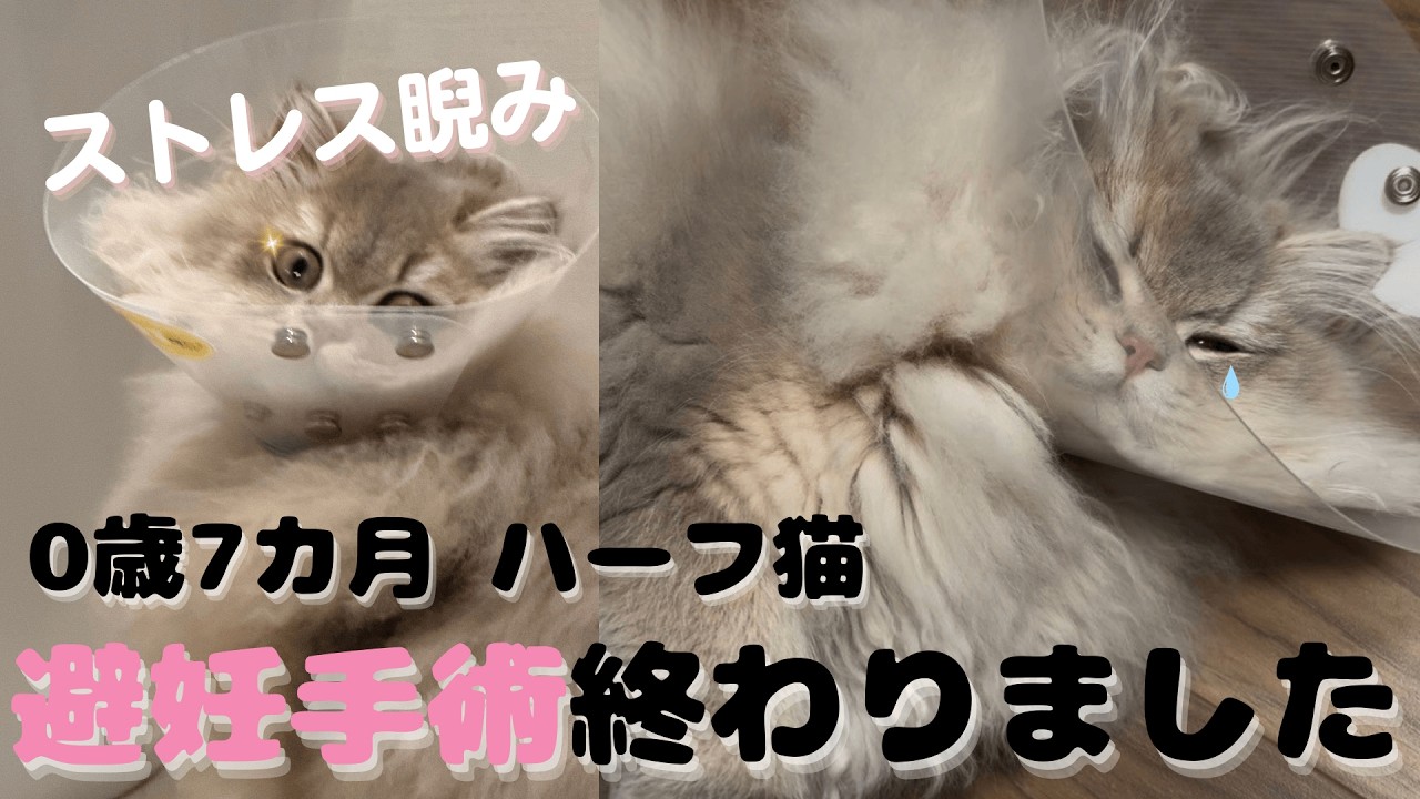 【初心者向け】子ねこの避妊手術が終わりました...術後のリアルな様子