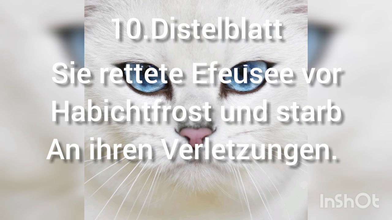 Die Heldenhaftesten Tode aus Warrior cats