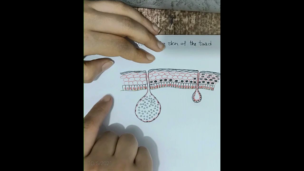 V.S. of the skin of the toad