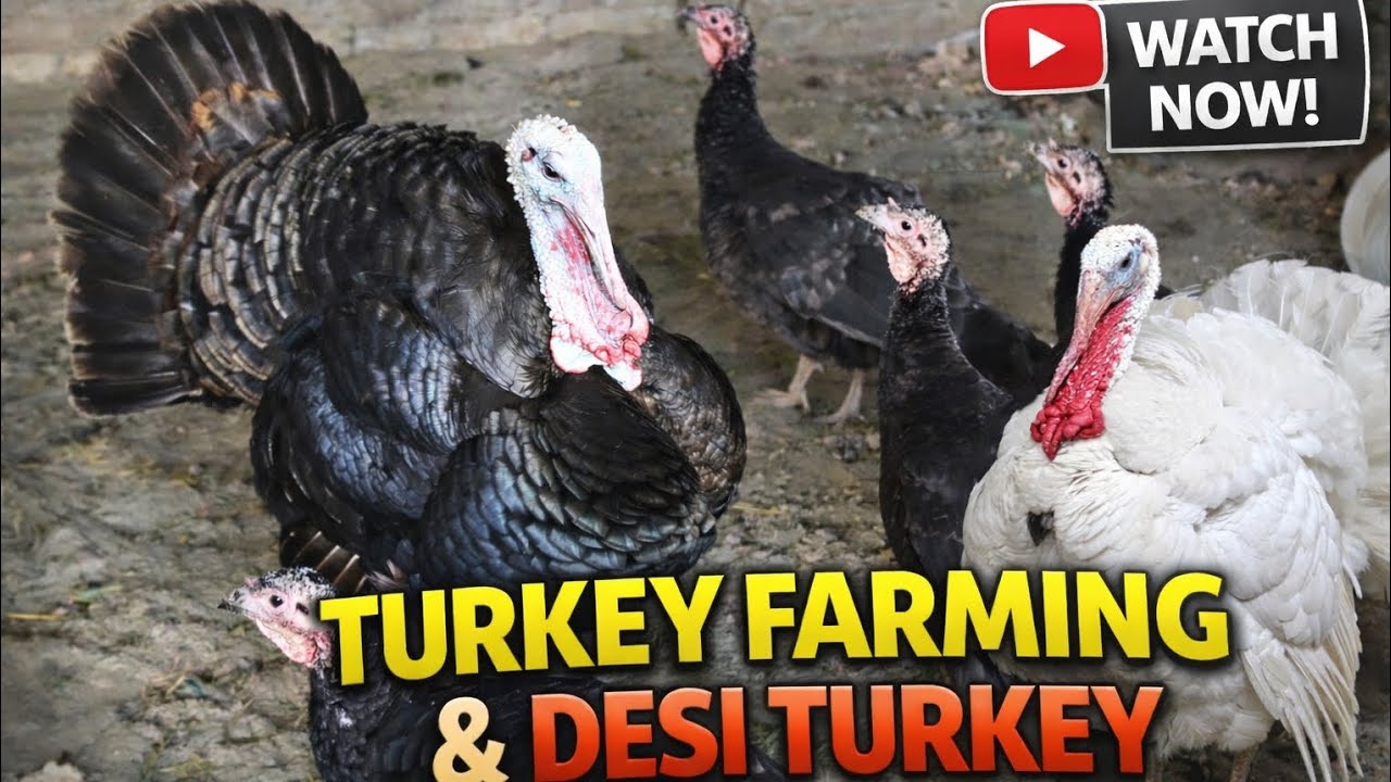 Black & White Turkeys on Farm 🦃 | Full Turkey Farming Video | Watch & Subscribe | #Turkey #WatchNow