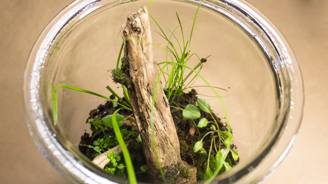 3 Month Update: Native Terrarium From HTT ep.3