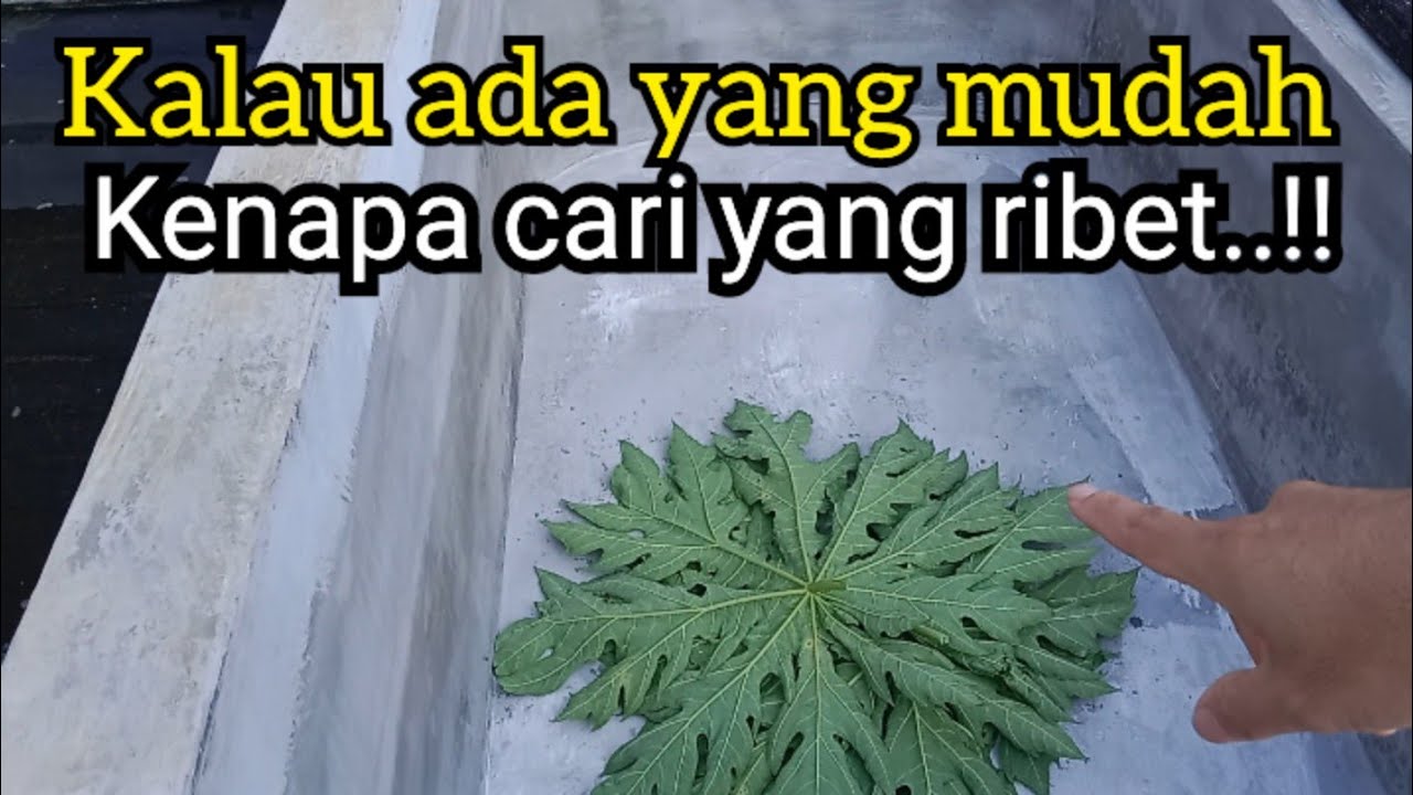 STERILISASI KOLAM BETON BARU